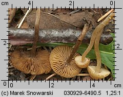 Unidentified-Cortinarius