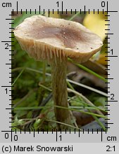 Unidentified-Cortinarius