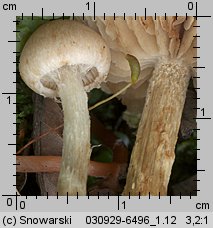 Unidentified-Cortinarius