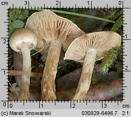 Unidentified-Cortinarius