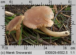 Unidentified-Lactarius