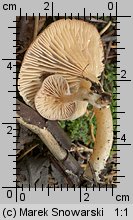 Unidentified-Lactarius