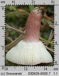 Unidentified-Russula