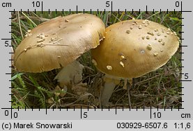 Amanita regalis (muchomor królewski)