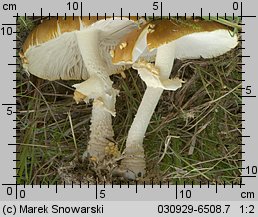 Amanita regalis (muchomor królewski)