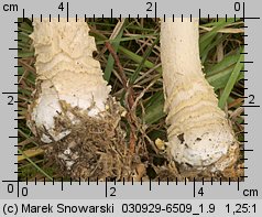 Amanita regalis (muchomor królewski)