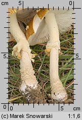 Amanita regalis (muchomor królewski)