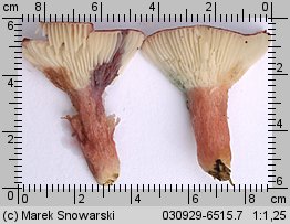 Unidentified-Russula