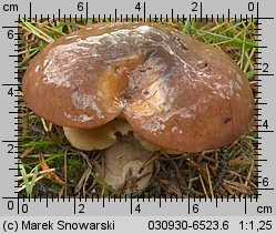 Suillus luteus (maślak zwyczajny)