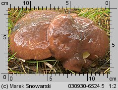 Suillus luteus (maślak zwyczajny)