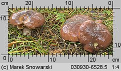 Suillus luteus (maślak zwyczajny)