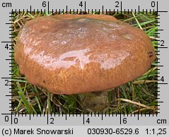 Suillus luteus (maślak zwyczajny)