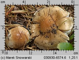 Unidentified-Cortinarius