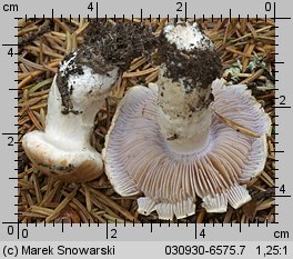 Unidentified-Cortinarius