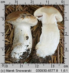 Unidentified-Cortinarius