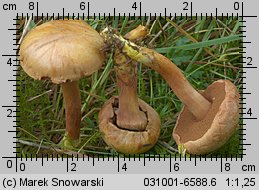 Chalciporus piperatus (maślaczek pieprzowy)