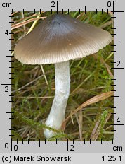 Unidentified-Entoloma