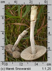 Unidentified-Entoloma