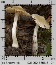 Unidentified-Inocybe