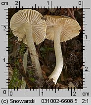 Unidentified-Inocybe