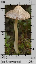 Unidentified-Inocybe