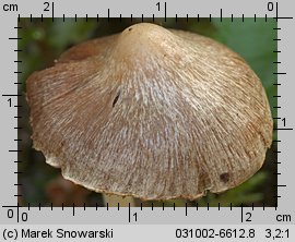 Unidentified-Inocybe