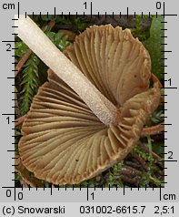 Unidentified-Inocybe