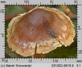 Unidentified-Cortinarius