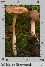 Unidentified-Inocybe