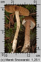 Unidentified-Inocybe