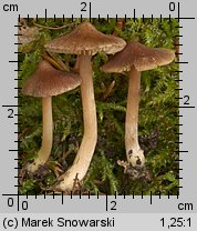 Unidentified-Inocybe