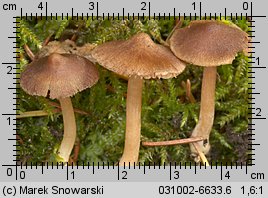 Unidentified-Inocybe