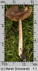 Unidentified-Inocybe