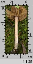 Unidentified-Inocybe