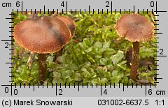 Unidentified-Cortinarius