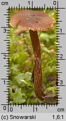 Unidentified-Cortinarius