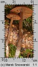 Unidentified-Cortinarius