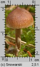 Unidentified-Cortinarius