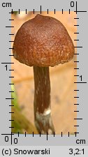 Unidentified-Cortinarius