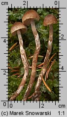 Unidentified-Cortinarius