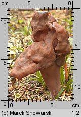 Gyromitra infula (piestrzenica infułowata)