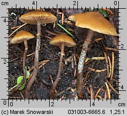 Unidentified-Cortinarius