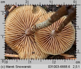 Unidentified-Cortinarius