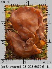 Gyromitra infula (piestrzenica infułowata)