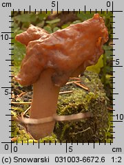 Gyromitra infula (piestrzenica infułowata)