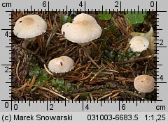 Cystoderma carcharias (ziarnówka blada)