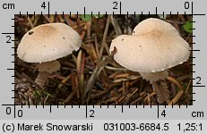 Cystoderma carcharias (ziarnówka blada)