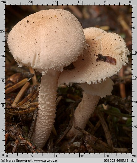 Cystoderma carcharias (ziarnówka blada)