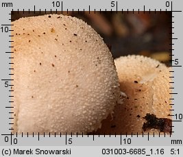 Cystoderma carcharias (ziarnówka blada)