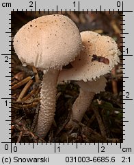 Cystoderma carcharias (ziarnówka blada)